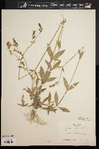 Silene latifolia image