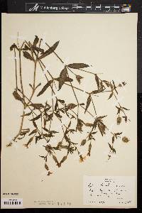 Silene latifolia image