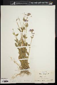 Silene armeria image