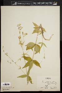 Silene stellata image