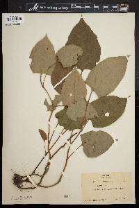 Reynoutria japonica image