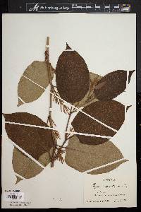 Reynoutria japonica image