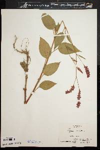 Persicaria orientalis image