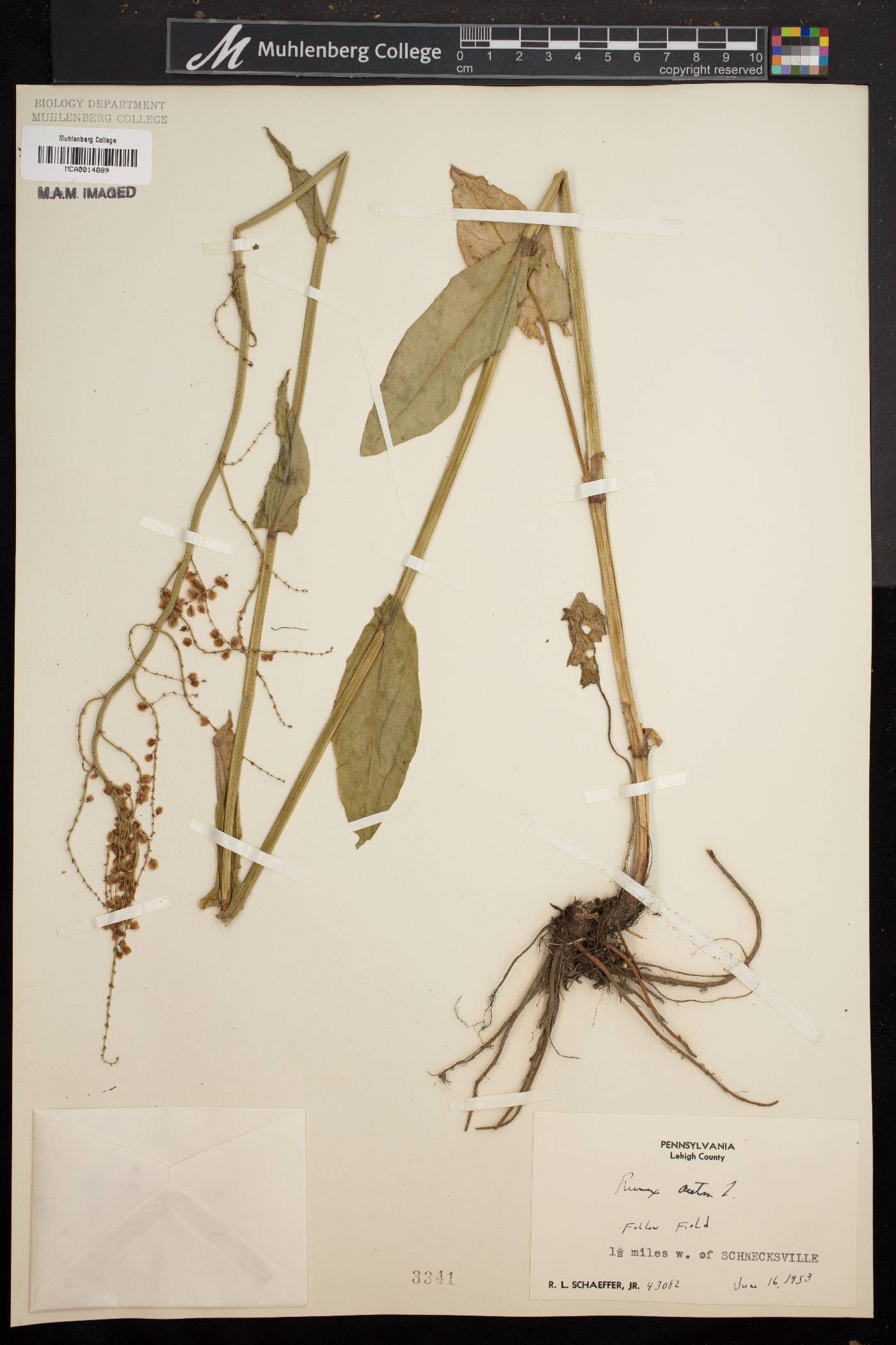 Rumex acetosa image