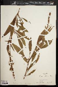 Rumex mexicanus image