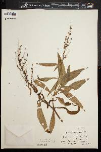 Rumex mexicanus image