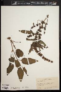 Rumex obtusifolius image