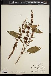 Rumex obtusifolius image