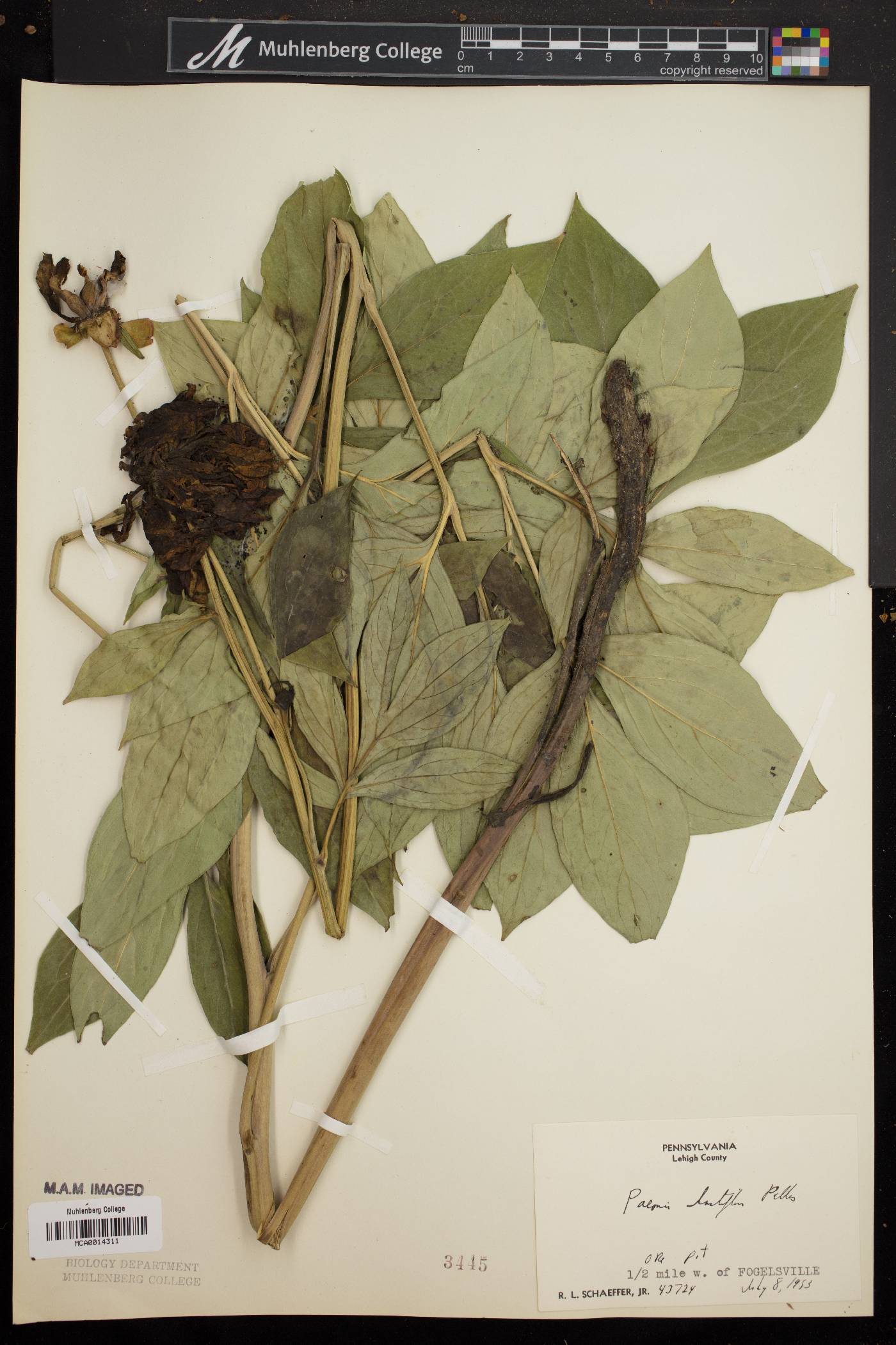 Paeonia lactiflora image