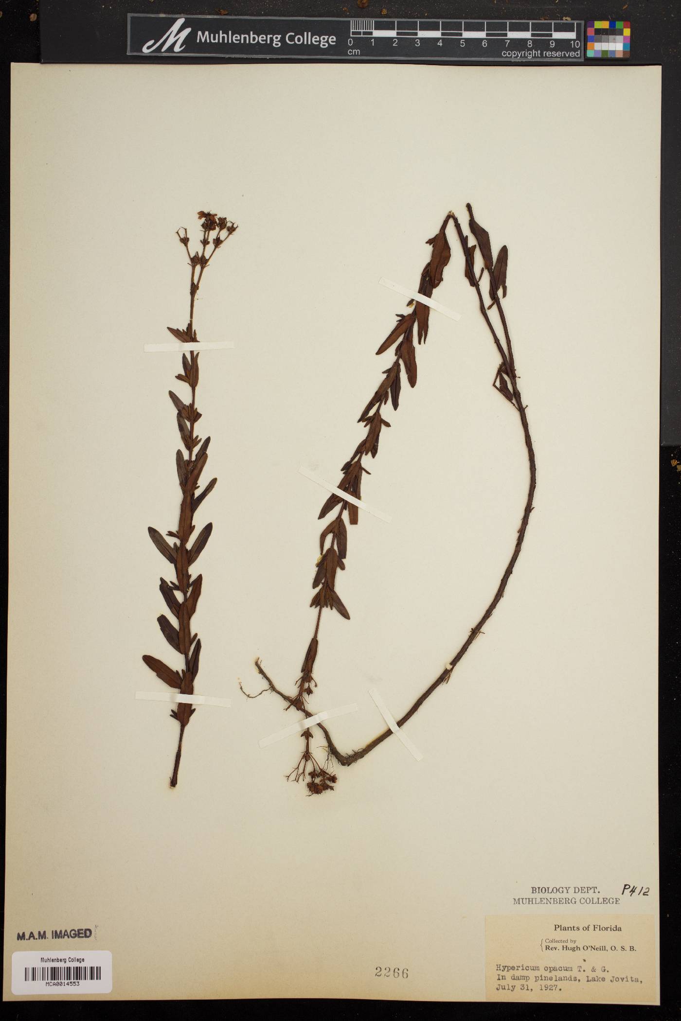 Hypericum opacum image