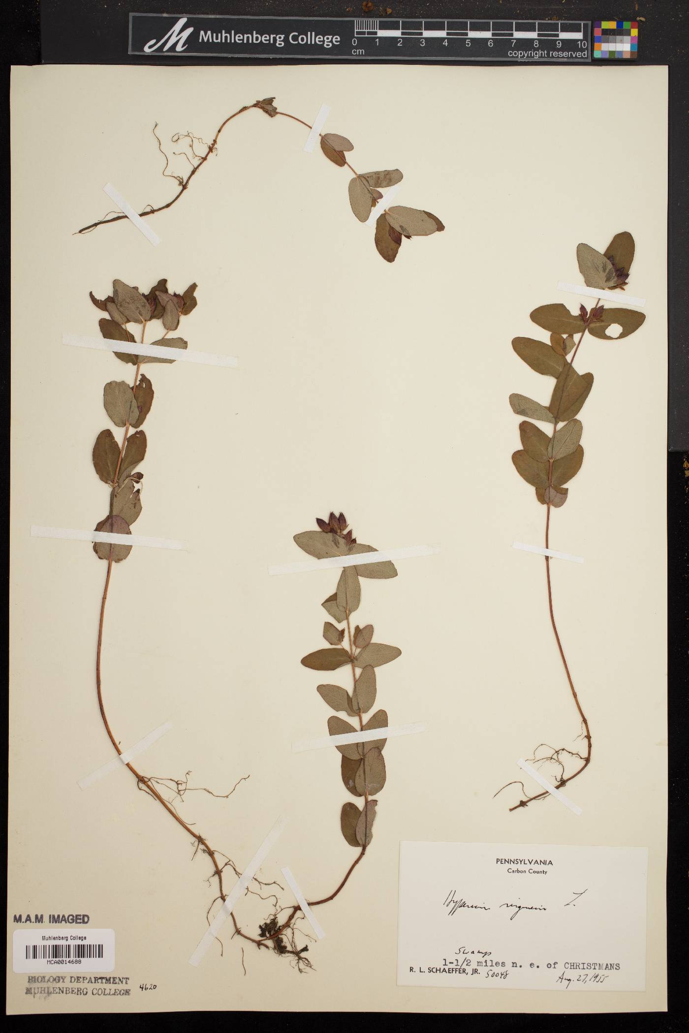 Hypericum virginicum image