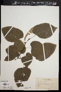 Tilia heterophylla image