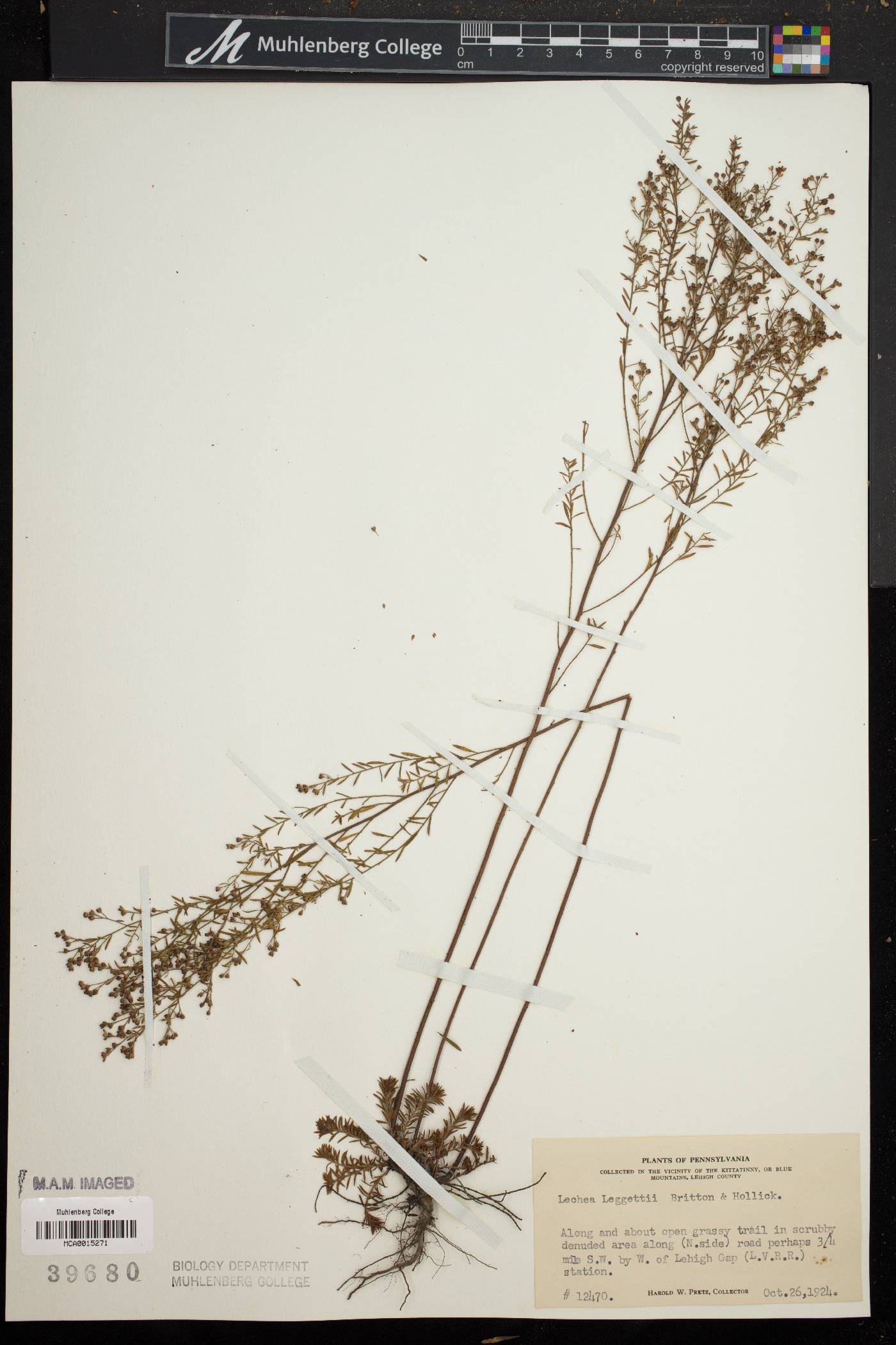 Lechea pulchella var. pulchella image