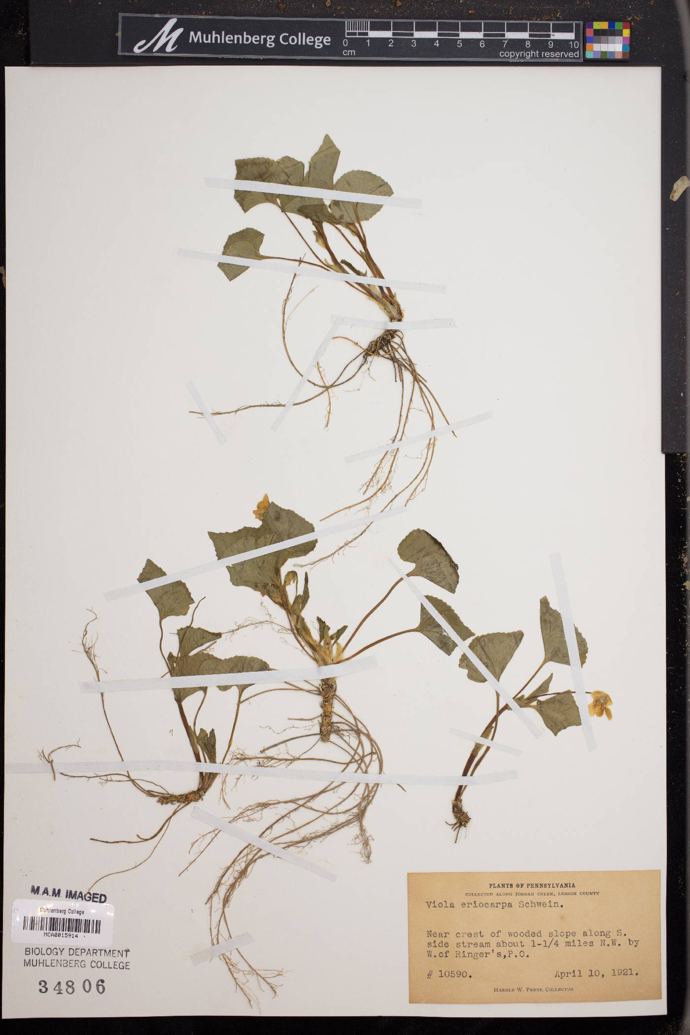 Viola pensylvanica image