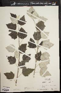 Populus alba image