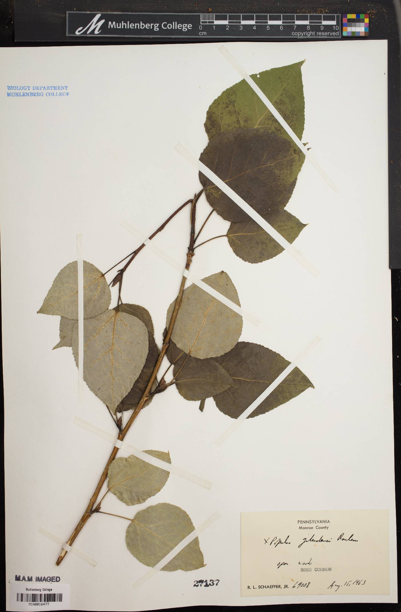 Populus x gileadensis image