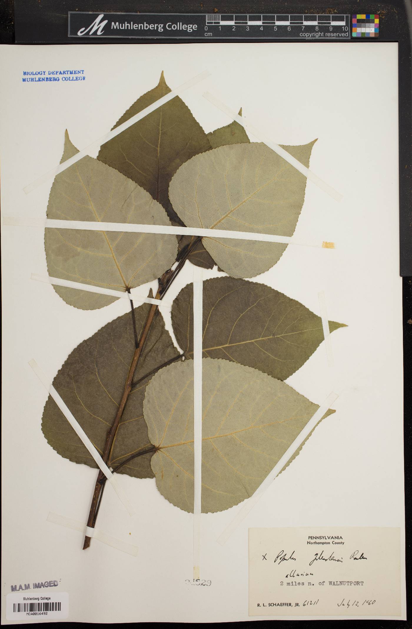 Populus x gileadensis image