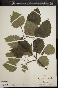 Populus grandidentata image