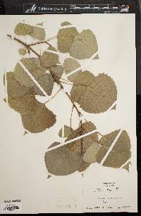 Populus nigra image