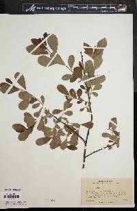 Salix caprea image