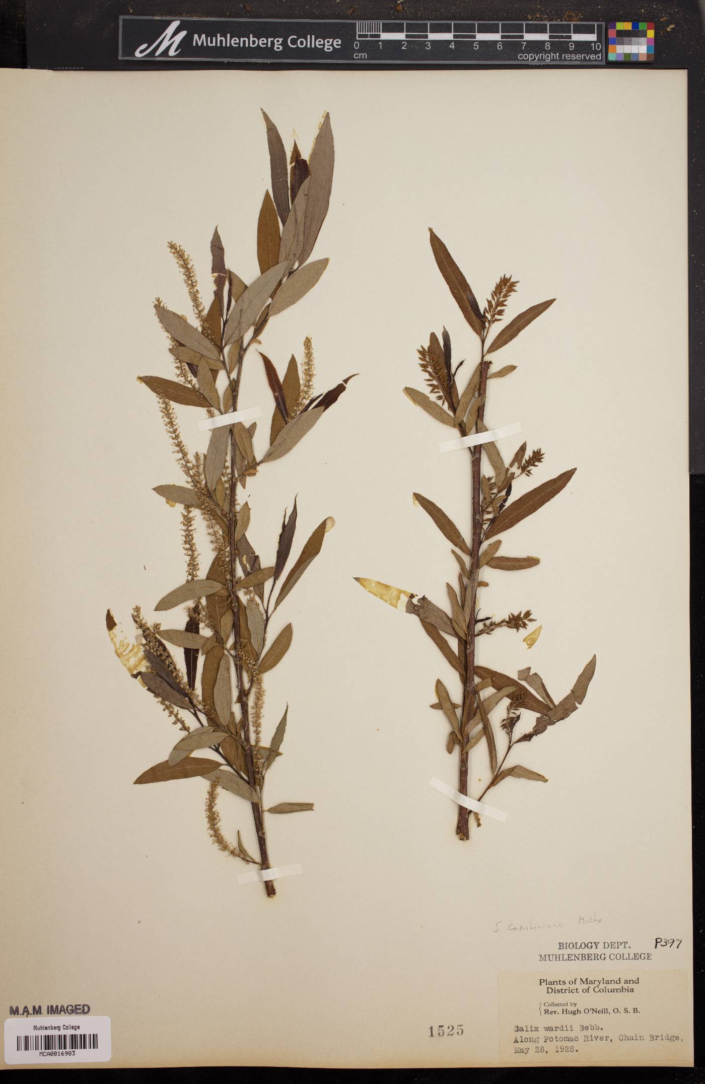 Salix caroliniana image