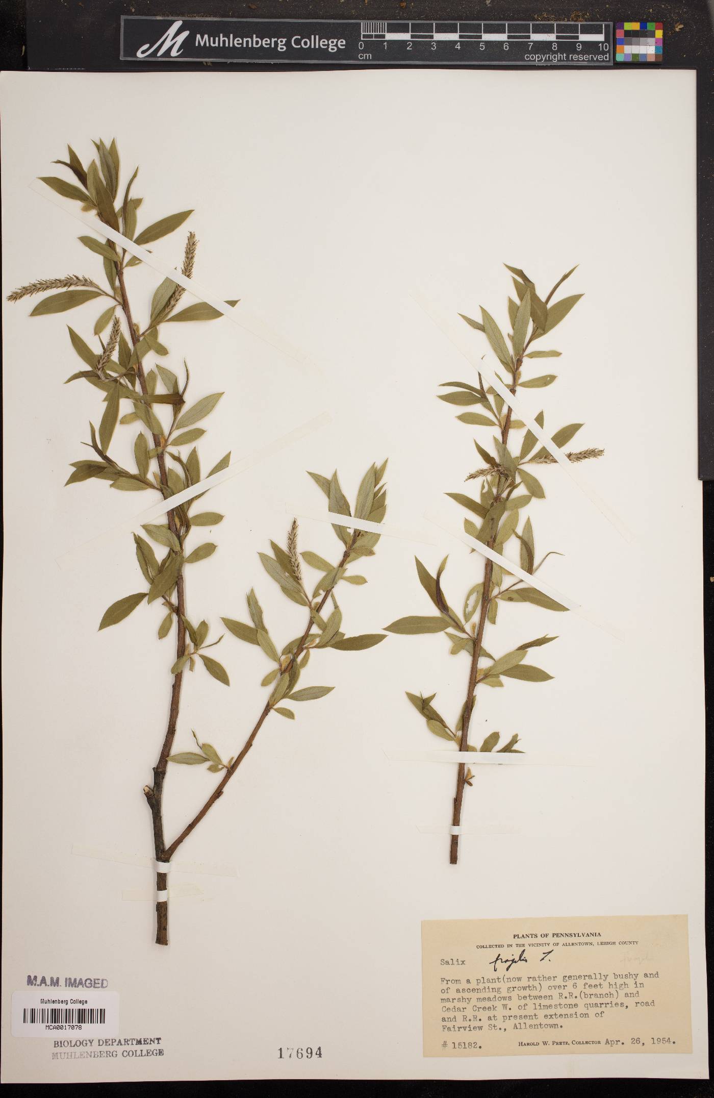 Salix × fragilis image