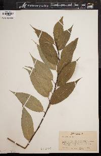 Salix lucida image