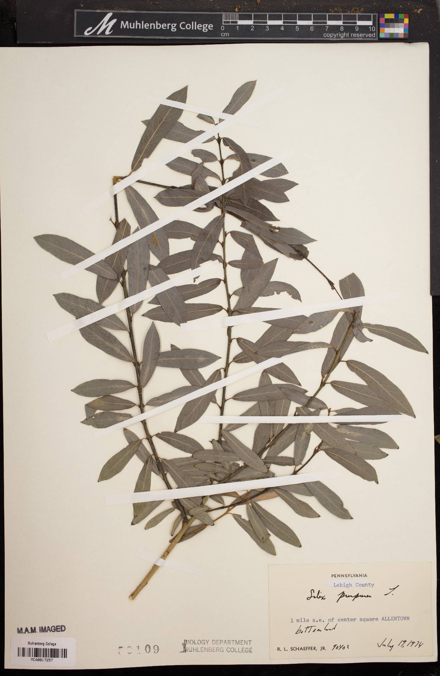 Salix purpurea image