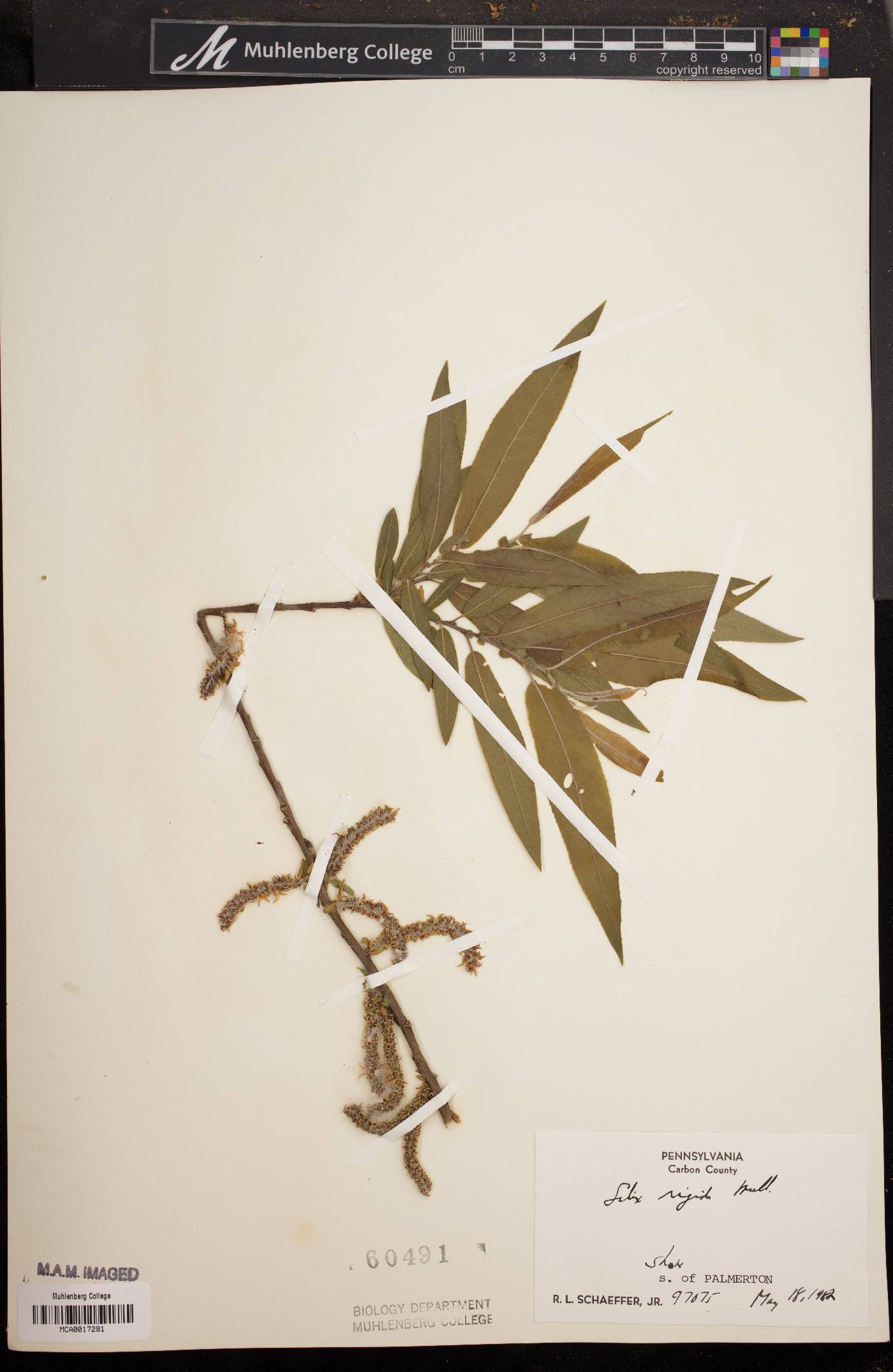 Salix rigida image