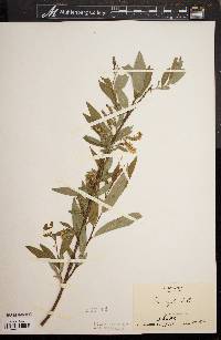 Salix rigida image