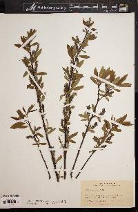 Salix rigida image