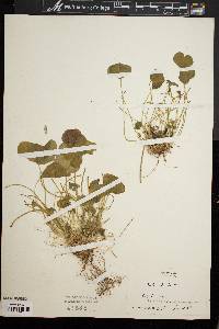 Oxalis rubra image