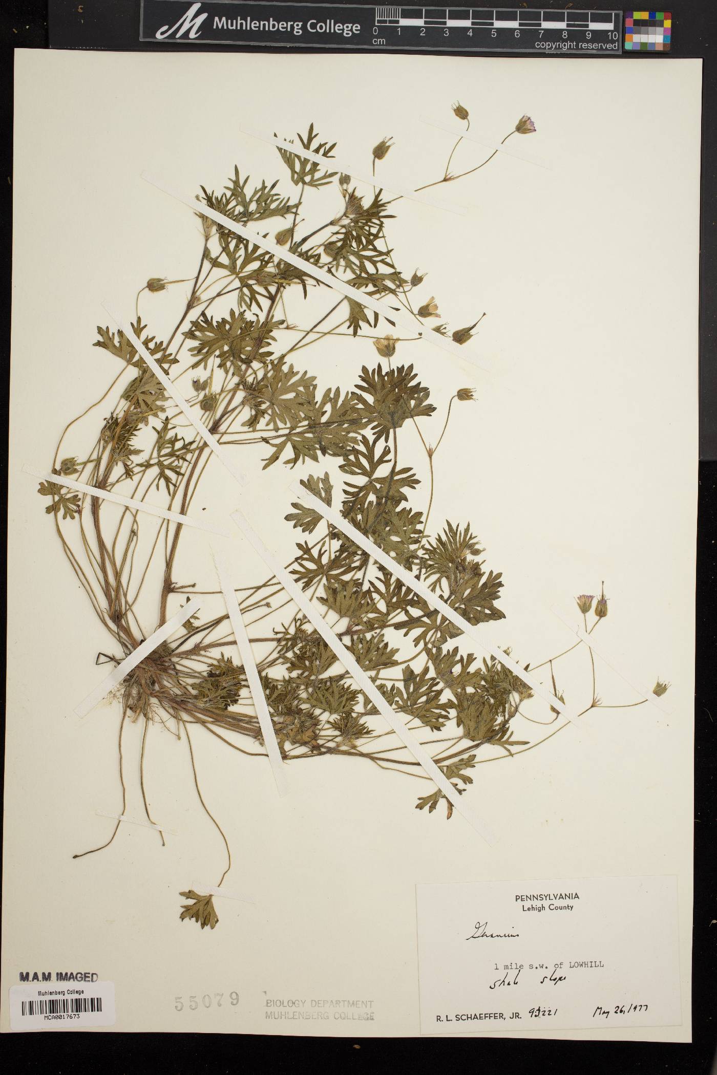 Geranium columbinum image