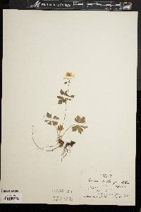 Geranium maculatum f. albiflorum image