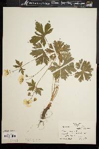 Geranium maculatum f. albiflorum image