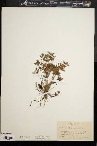 Geranium robertianum image