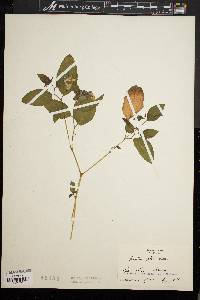 Impatiens pallida image