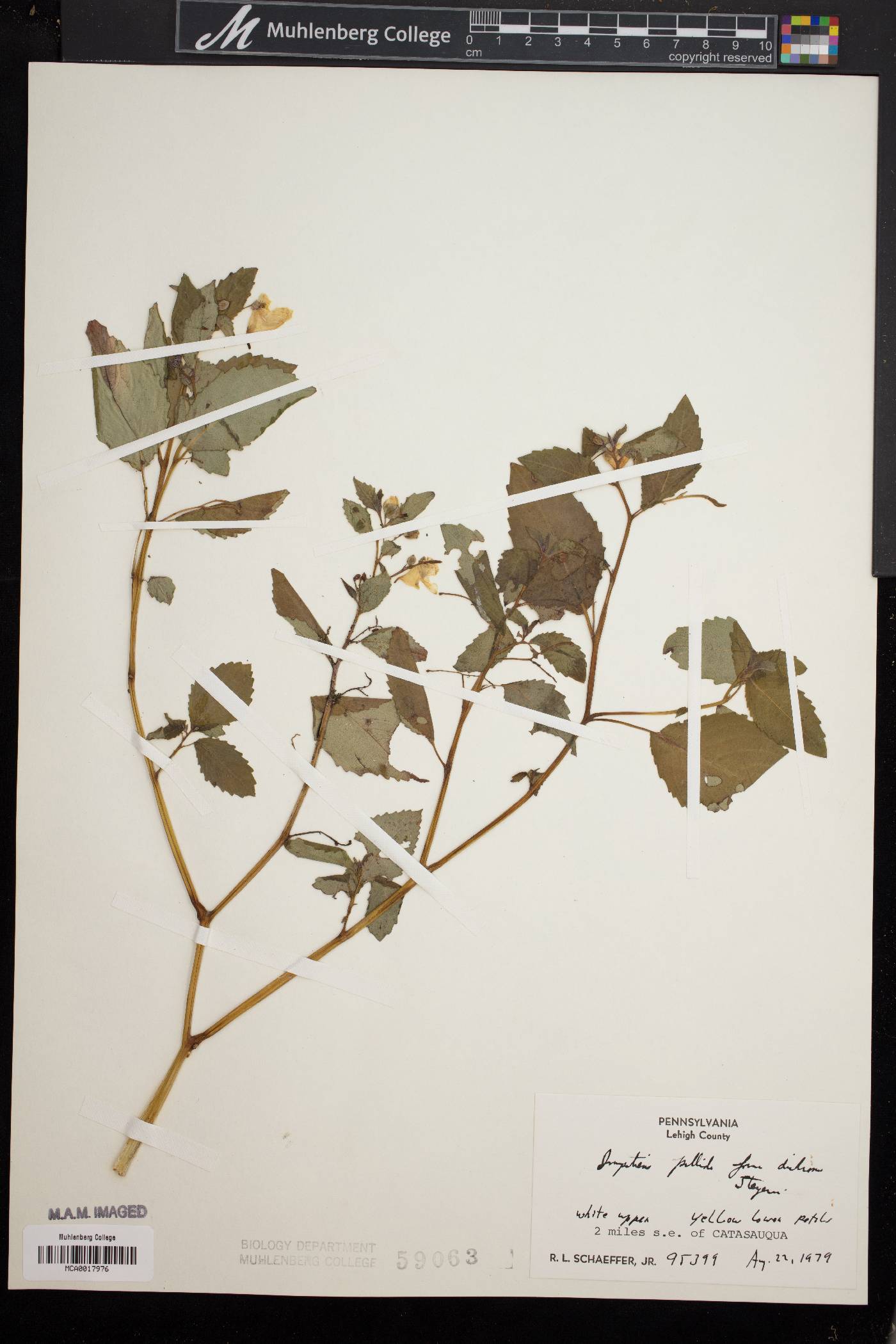 Impatiens pallida f. dichroma image