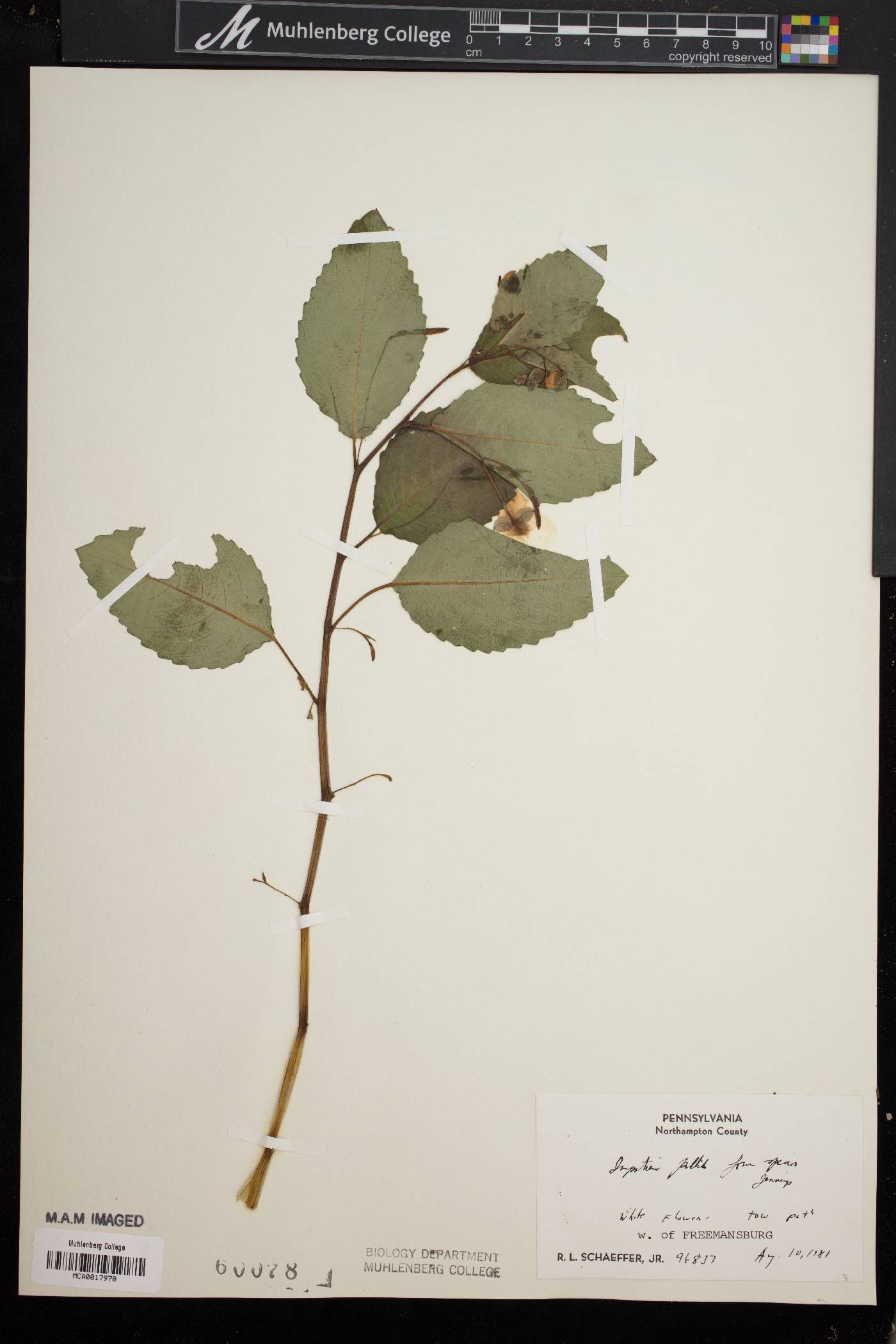 Impatiens pallida f. speciosa image