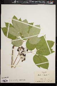 Aralia nudicaulis image