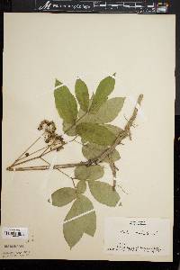 Aralia nudicaulis image