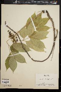 Aralia nudicaulis image