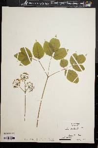 Aralia nudicaulis image