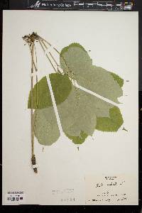 Aralia nudicaulis image