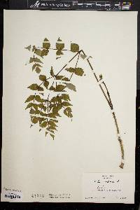 Aralia spinosa image