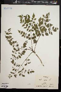 Aralia spinosa image