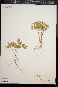 Panax trifolium image