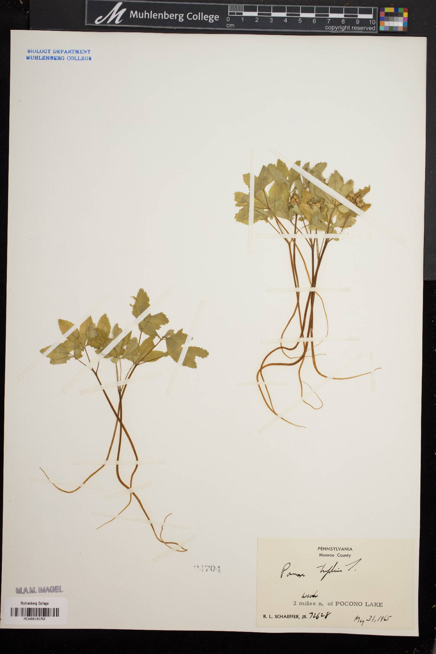 Panax trifolium image