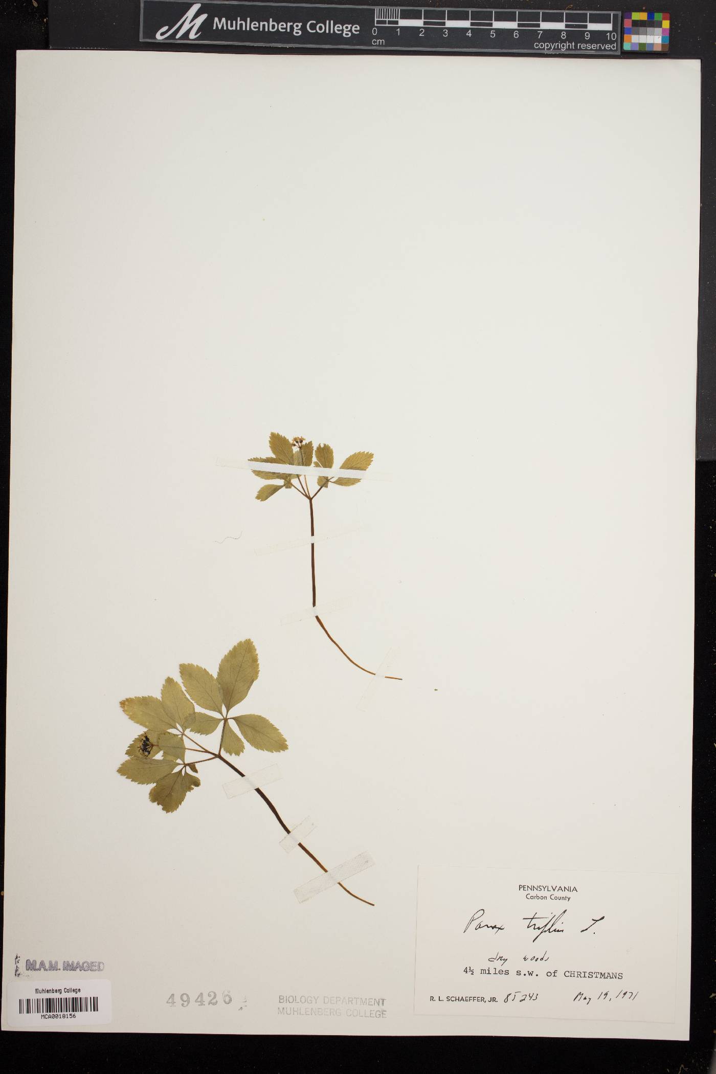 Panax trifolium image