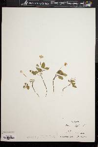 Panax trifolium image